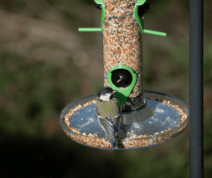 DIY bird feeder