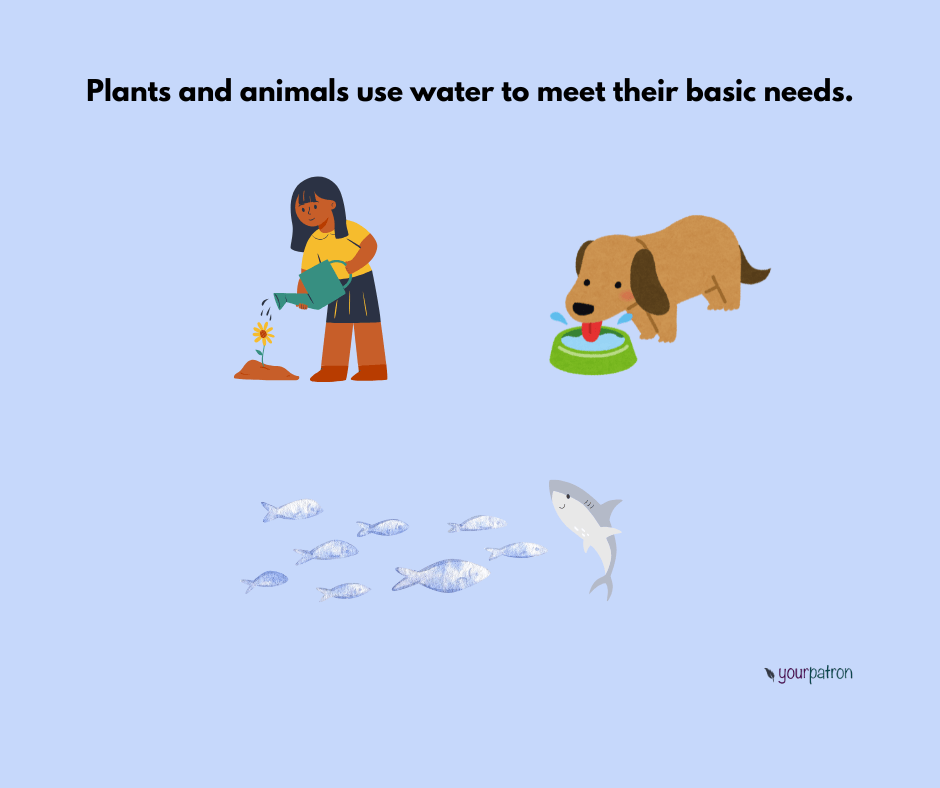 water for plants nad animals
