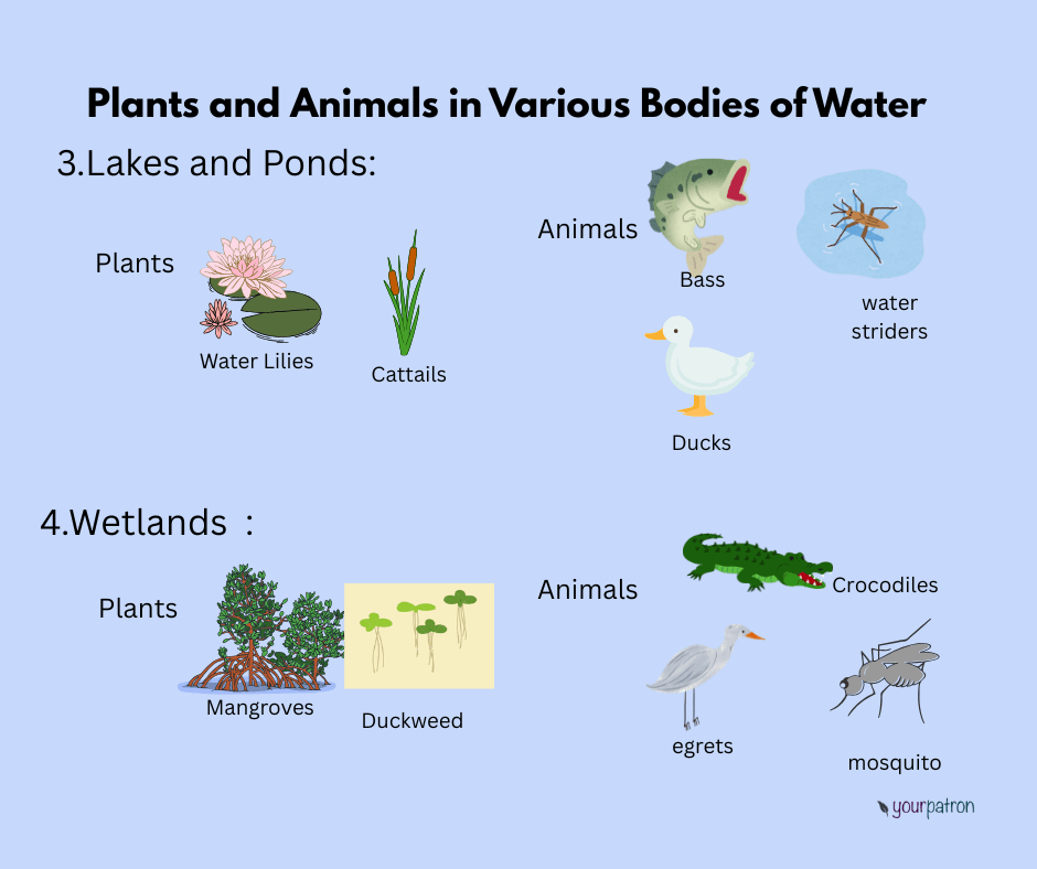 plants and animals in lakes and wetlands