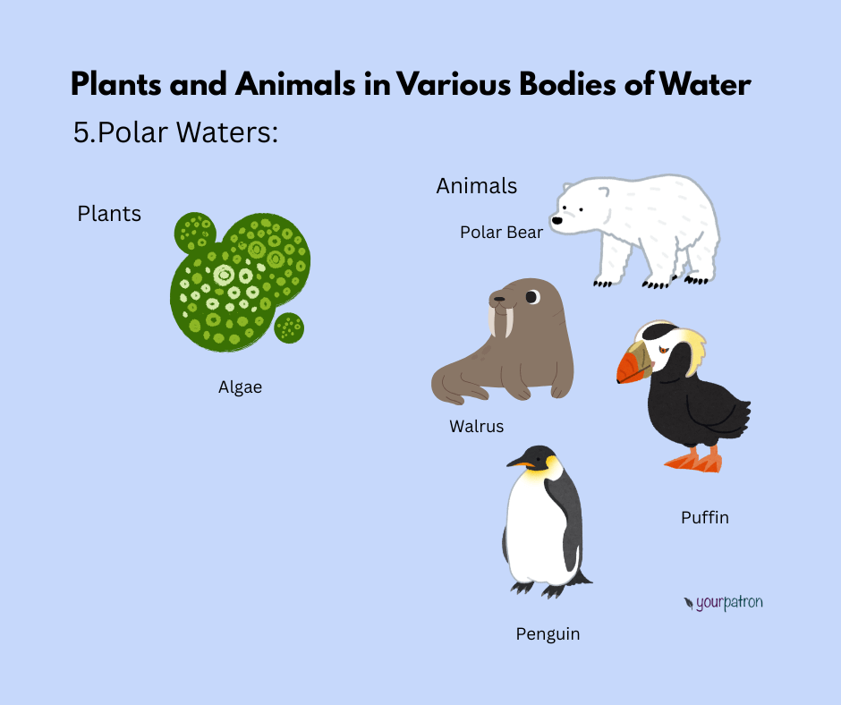 plants and animals in polar water