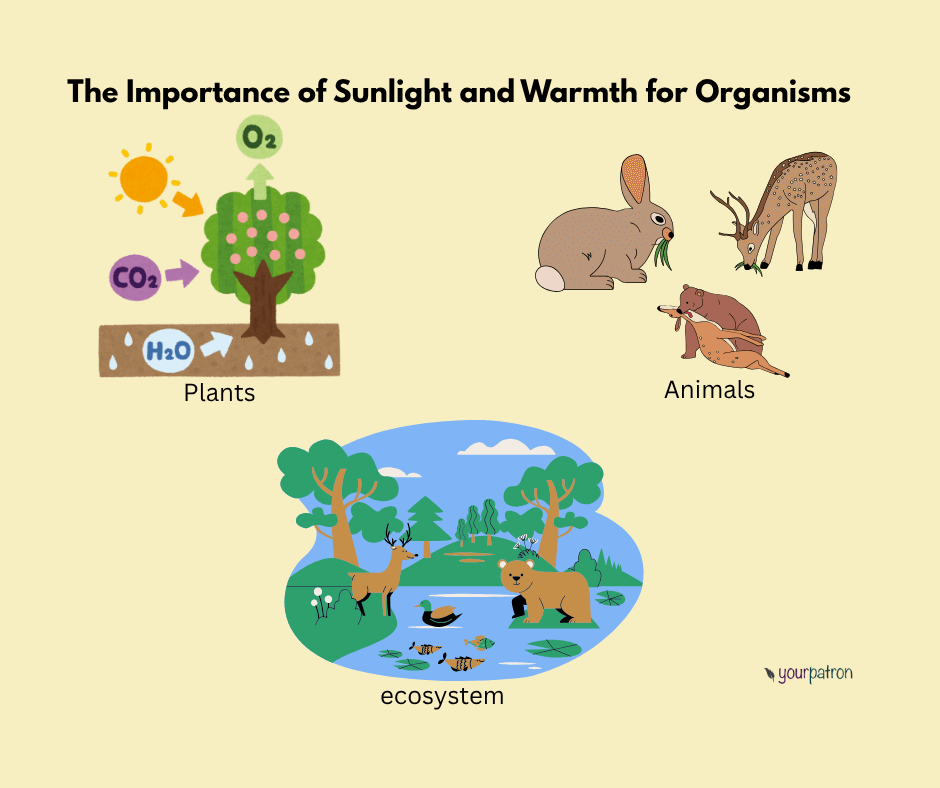 importance of sunlight and warmth for organisms