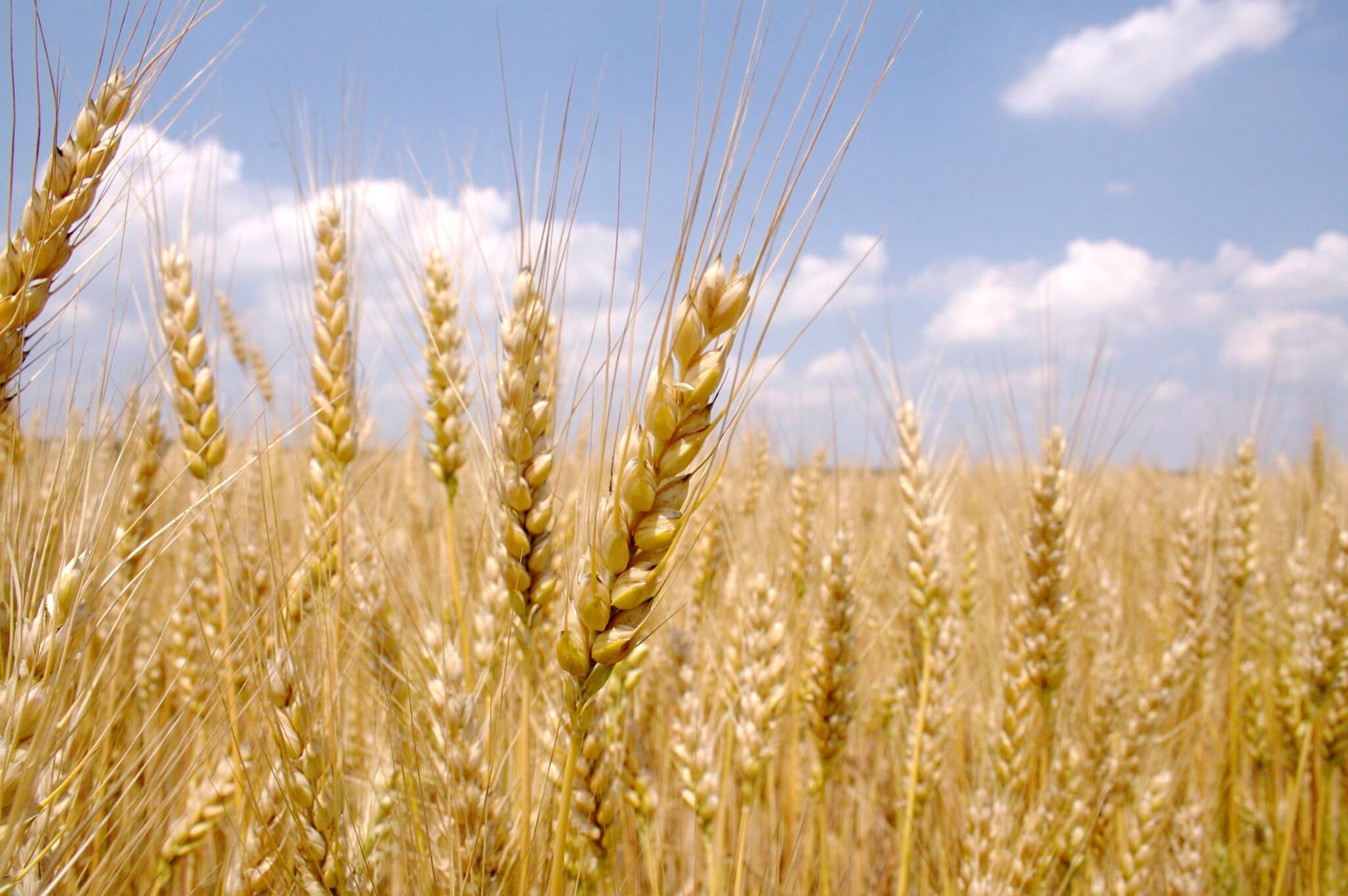 wheat Field Vaisakhi